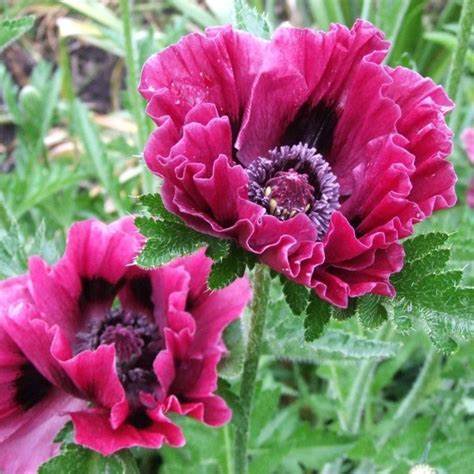 oriental poppy